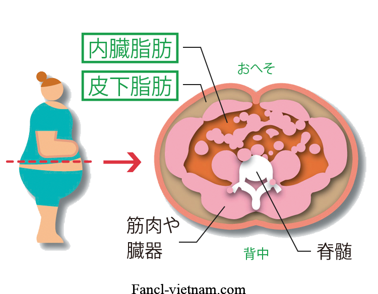 Mỡ nội tạng và các cách kiểm soát mỡ nội tạng hiệu quả