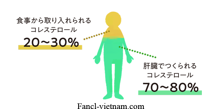 4 chỉ số Cholesterol quan trọng cần biết và giải pháp khi LDL cao