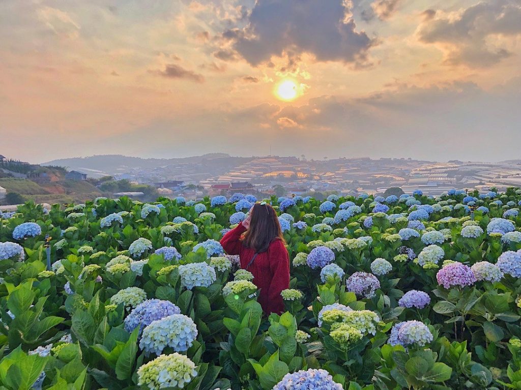 Cac Dia Diem Ngam Hoa Cam Tu Cau Tai Tokyo